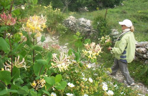 Albaria Lodge - Foto 33