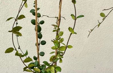 Apartments Sunshine G1 - Foto 33