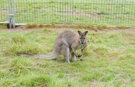 Wild Coastal Retreat at Troed Y Rhiw Aberporth, West Wales - Foto 37