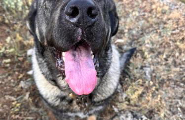 Los Tres Hórreos - Foto 14