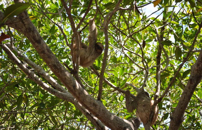 Roatan Hop on Hop Off Bus Tour - Photo 8