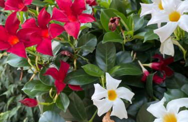 Secret Garden Egle - Foto 31