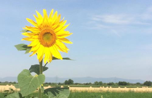 Alte Heimat - Foto 42