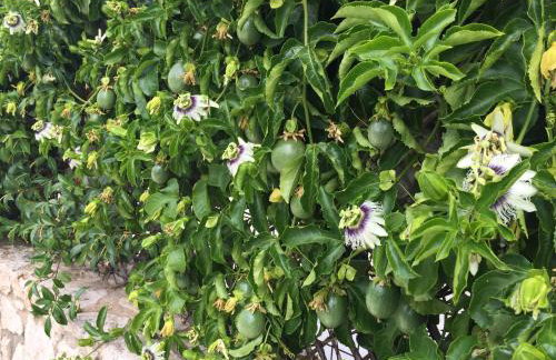 BIO Garden Stonehouse - Foto 54