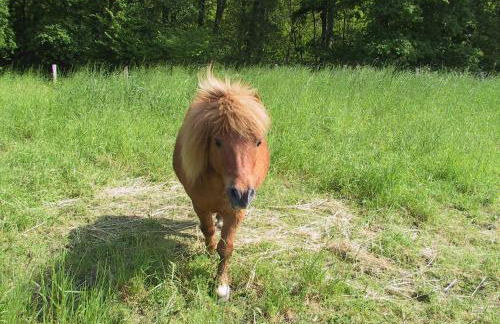 Gîte 5 personnes au calme avec jardin, piscine, proche d'Amboise - Foto 18