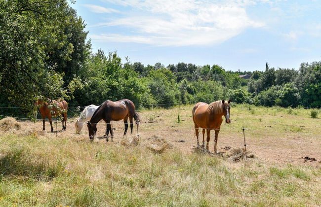 Gite in a Holiday Park With Swimming Pool - Foto 37