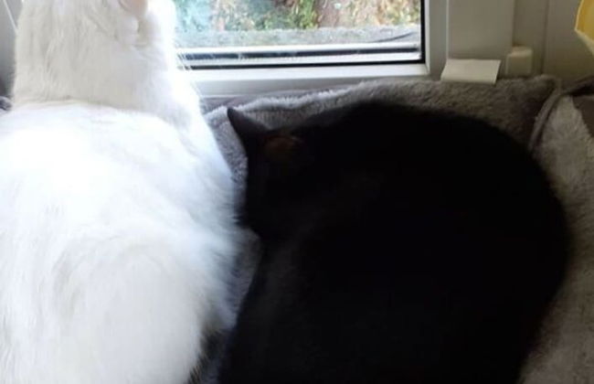 2 Norit Schlosser Comfortable Holiday Residence - Foto 3