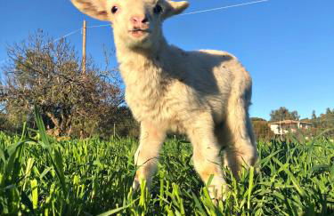 Domus de Goene - Foto 53