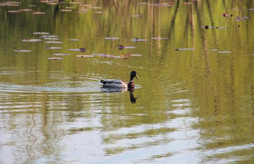 Holiday Flat in Kolczewo-70 qm for 6 Persons - Foto 42