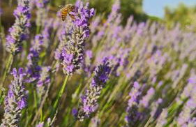 Agriturismo Le Serre - Foto 46