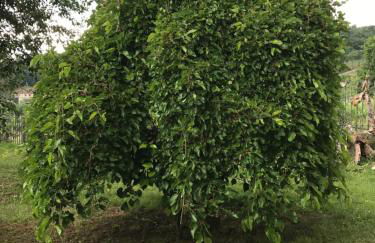 Agriturismo a casa di Susanna - Foto 44