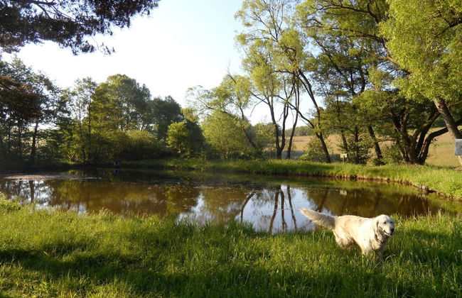 Dog-friendly Holiday Home in the Knull - Foto 29