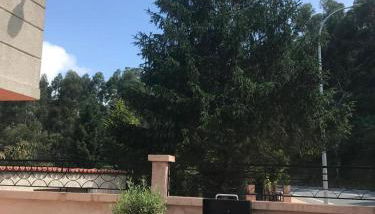 Primero Seixo antiguo - Foto 5