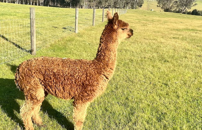 Jarrah Glen Cabins - Photo 26