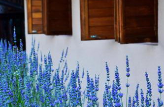 Imanje Jelaš - Foto 19