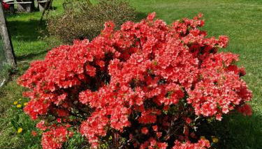 L'Oasi Amena - Foto 2