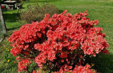 L'Oasi Amena - Foto 2