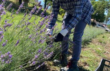 Azienda Agricola Il Querceto - Foto 9