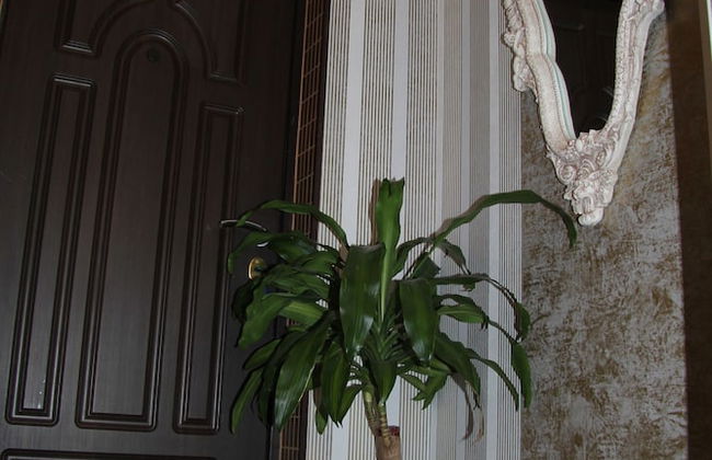 Apartament Oliviya - Photo 7