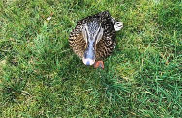 Woodland View Retreat - Luxury Stay, Endless Fun - Foto 30