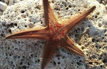 Apartment Andrija - Foto 51