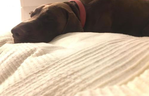 Podere Terreno alla Via della Volpaia - Foto 47