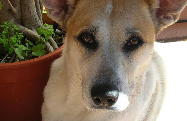 Palazzo Pantaleo - Photo 48