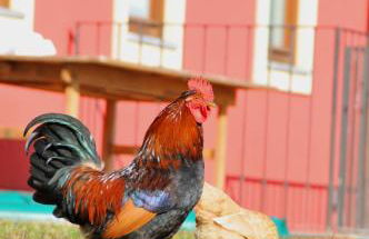 Palazzo Rosso - Foto 37