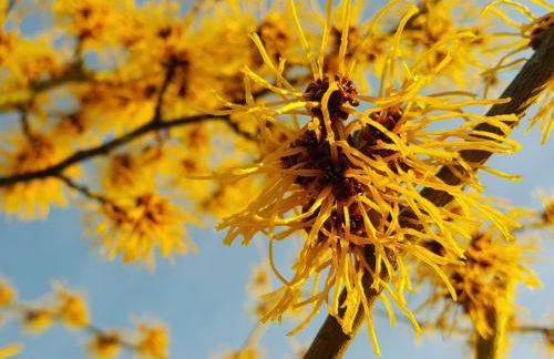 Ferienwohnung Mühlenteich by Hoheisel, Zaubernuss, Parken, Wanderstart, WLAN - Foto 33