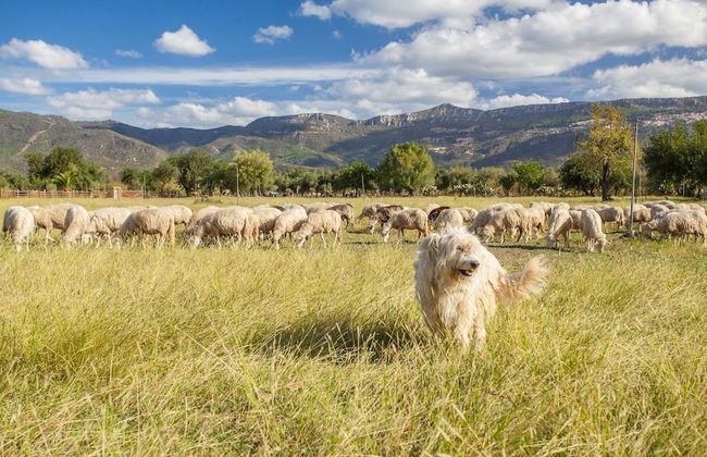 Agriturismo I Mandorli - Photo 27