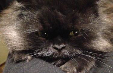 Ferienwohnung Hoppelnase mit eigener Sauna - Foto 29