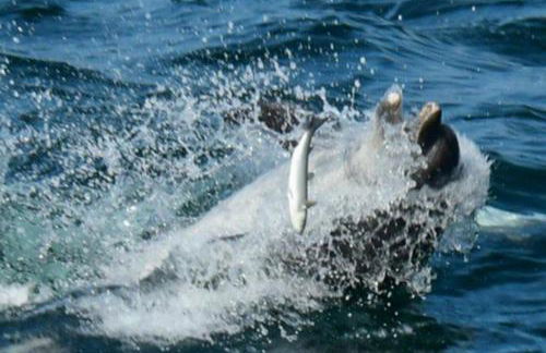 Grand loft de 60m2 très lumineux très belle vue sur mer - Foto 42