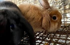 Agriturismo Villa Assunta - Foto 11