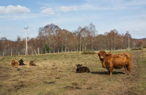 2-bed Cottage With Hot Tub at Loch Achilty, Nc500 - Foto 20