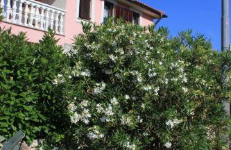 Studio Punta kriza 383a - Foto 11