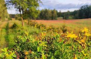 Cały dom na wyłączność - Ostoja Leśna Cisza - Foto 36