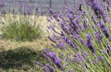 Location villa entre lac et océan avec son spa de nage - Foto 18