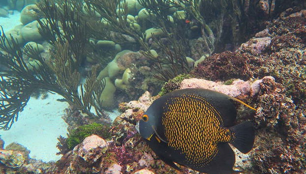 Durante la actividad de snorkel veréis numerosos peces