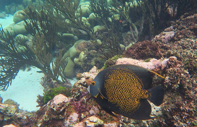 Snorkeling a Bonaire - Foto 3