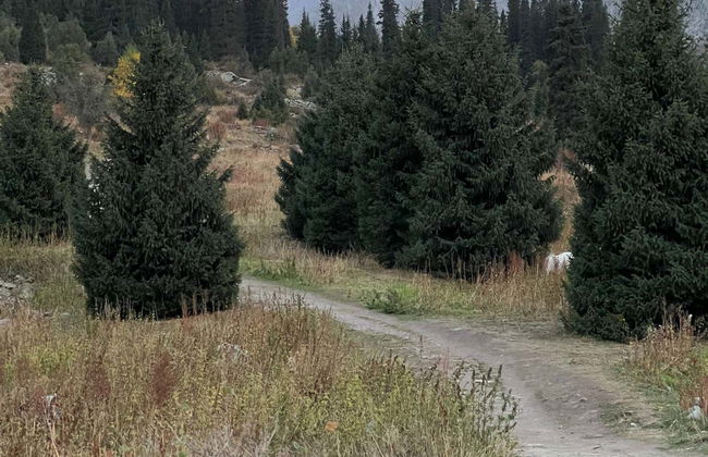 Excursión al Parque Nacional Ala Archa - Foto 8