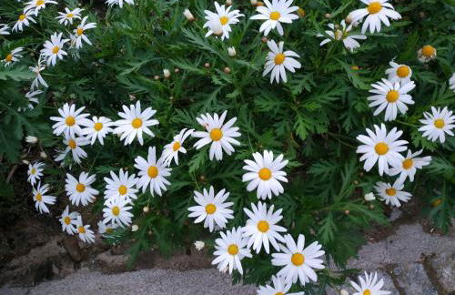 A Casa dos Avós - Alojamento Local - Foto 53