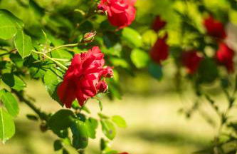 Le Refuge Provençal Nijonyas - Foto 36