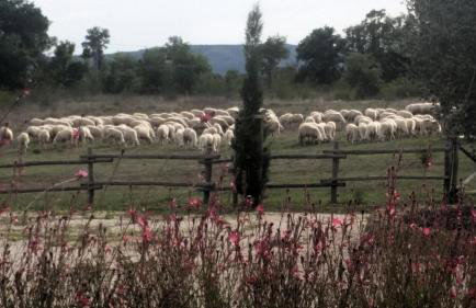 Maremma Country Chic Le Ginestre - Foto 20