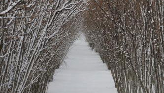 Feudo Magazzeni Etna - Foto 5