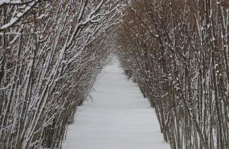 Feudo Magazzeni Etna - Foto 5