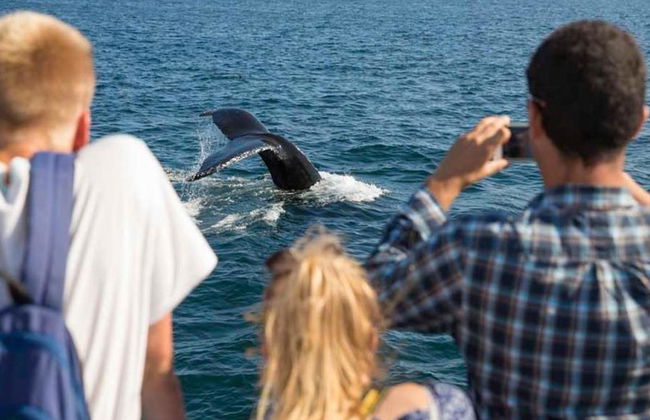 Crucero de avistamiento de ballenas del New England Aquarium - Foto 13