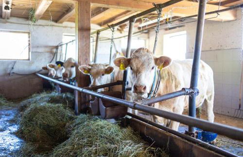 Pirchnerhof - Photo 58