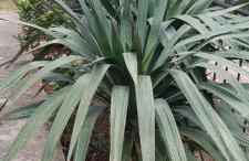 Apartments La Bombonera - Foto 67