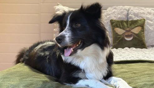 The Hive - Unique log cabin with wood burning stove - Foto 2