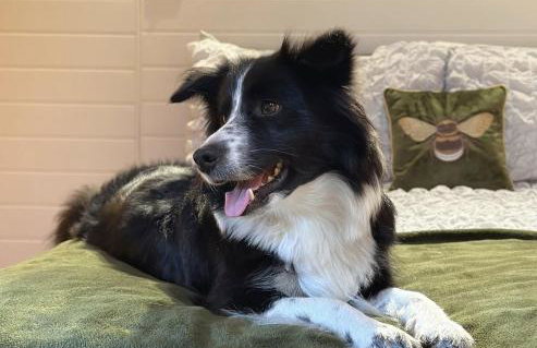 The Hive - Unique log cabin with wood burning stove - Foto 2